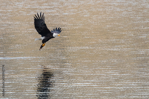 bald eagle grabs fish in northern idaho photo