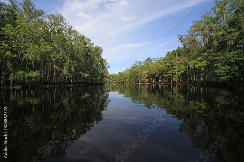 Cypress Trees and clouds reflected in calm water of Fisheating Creek, Florida on bright spring morning.