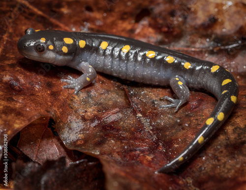 Spotted Salamander