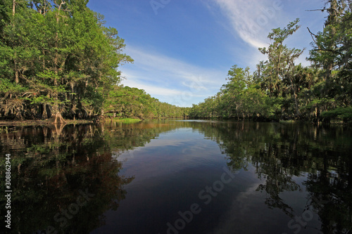Cypress Trees and clouds reflected in calm water of Fisheating Creek  Florida on bright spring morning.
