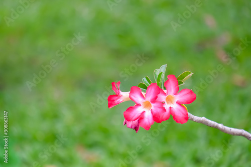 Fresh pink adenium flower in the garden with blurred background.
