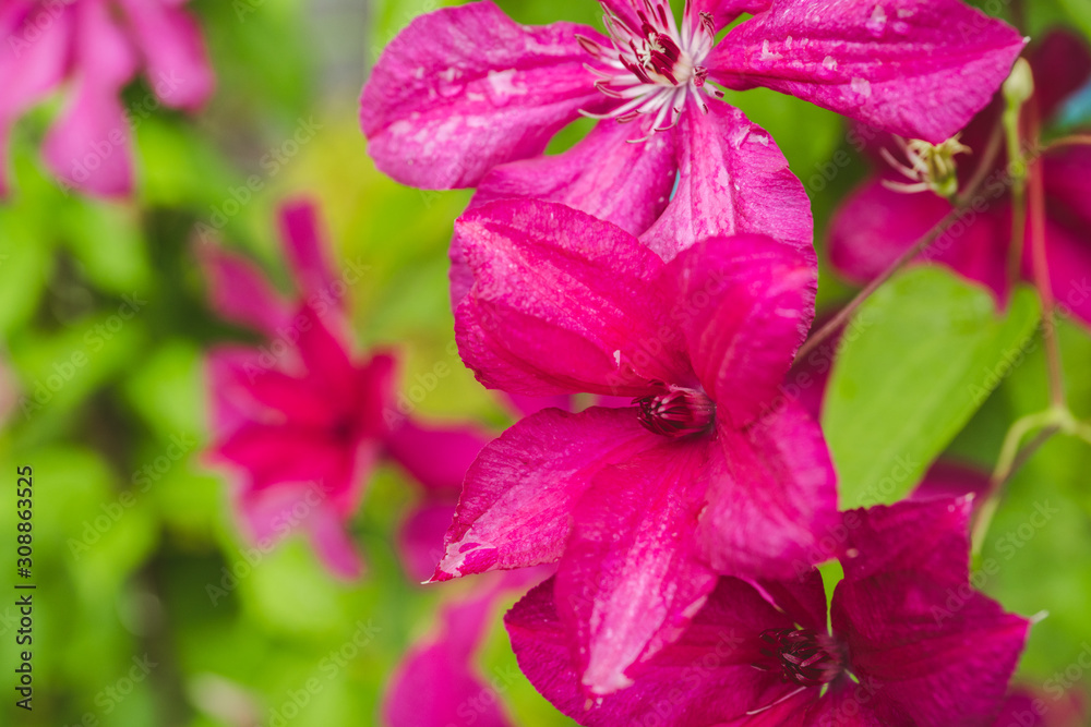 Blooming clematis in the garden. Selective focus. Shallow depth of field. Blooming clematis in the garden. Selective focus. Shallow depth of field.