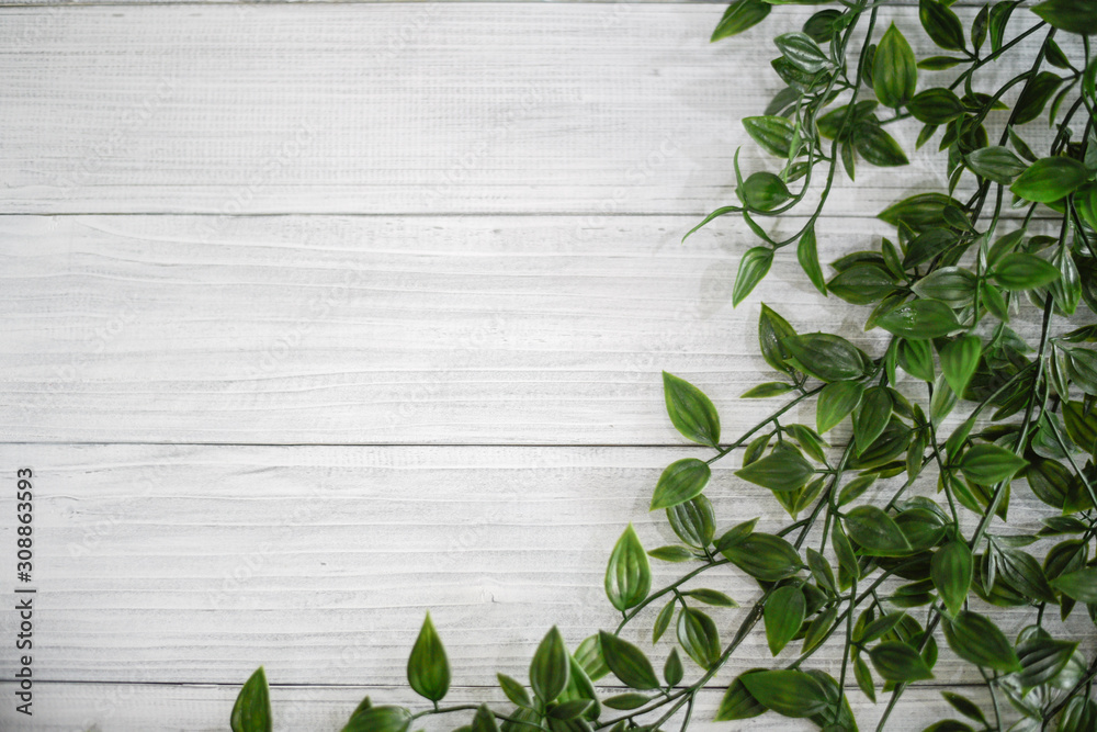 green leaf climbing vines plant on a white wooden table, flat lay template with text space green leaf climbing vines plant on a white wooden table, flat lay template with text space