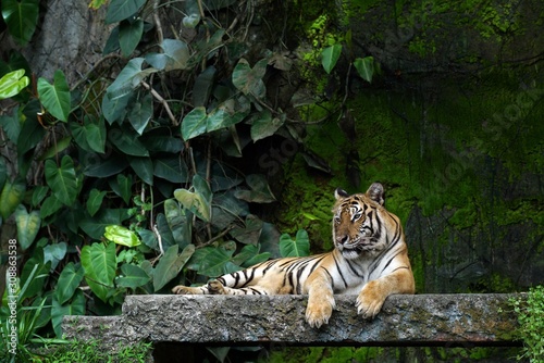 Indochinese Tiger in the zoo