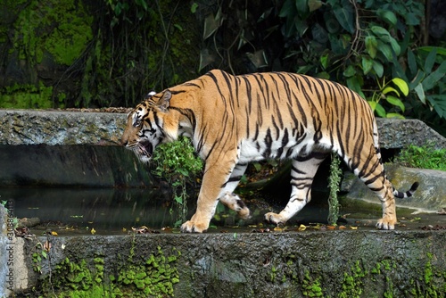 Indochinese Tiger in the zoo