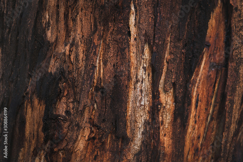 Close up of different shades of brown and red bark on gum trees.