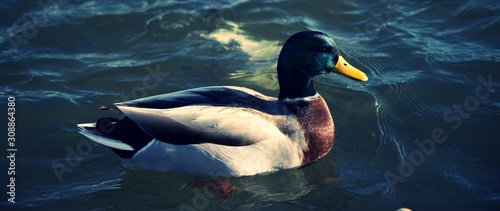 close up on mallard duck bobbing in water