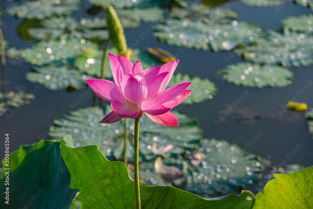Pink lotus flower blooming on water with lily pads surrounded Pink lotus flower blooming on water with lily pads surrounded