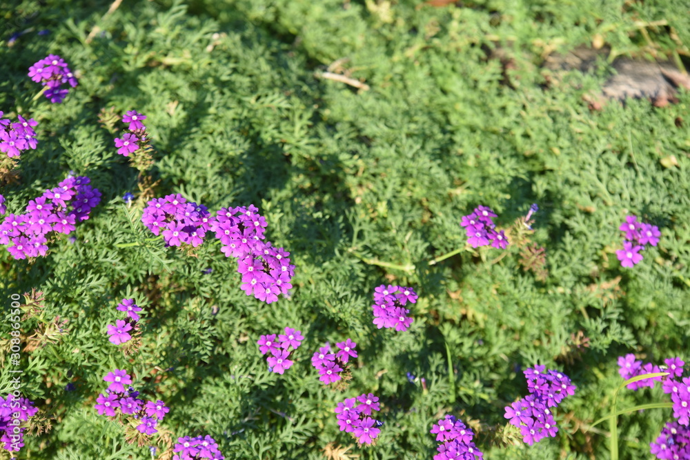 Obraz premium ชื่อ Colorful flower bed in a park 