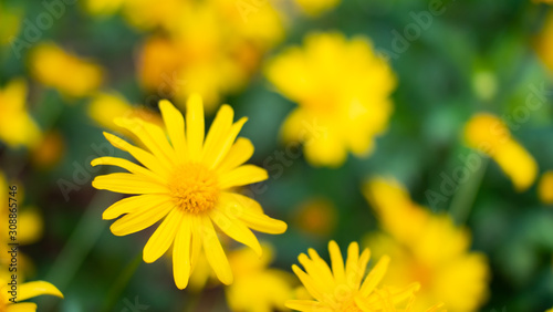 Chrysanthemum flower in the nature