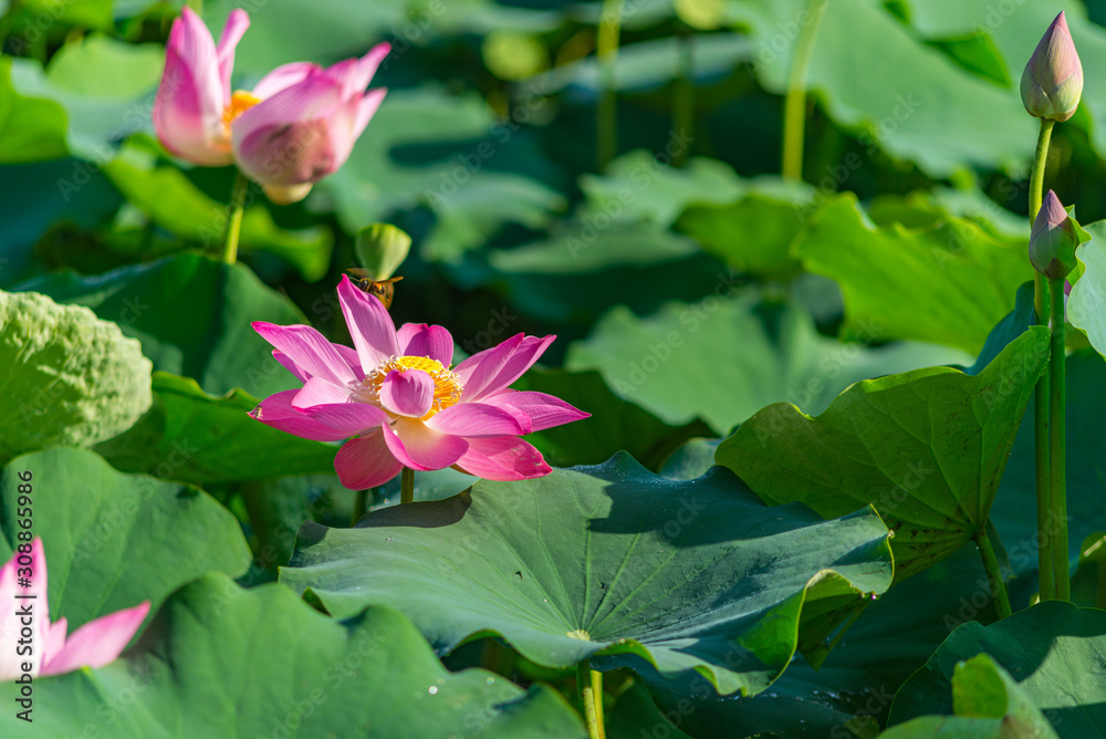 Beautiful blooming pink lotus flower plants in the pond Beautiful blooming pink lotus flower plants in the pond