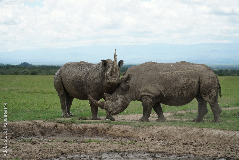 Rhinos in the wild Rhinos in the wild