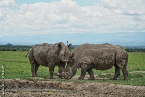 Rhinos in the wild © Delvin