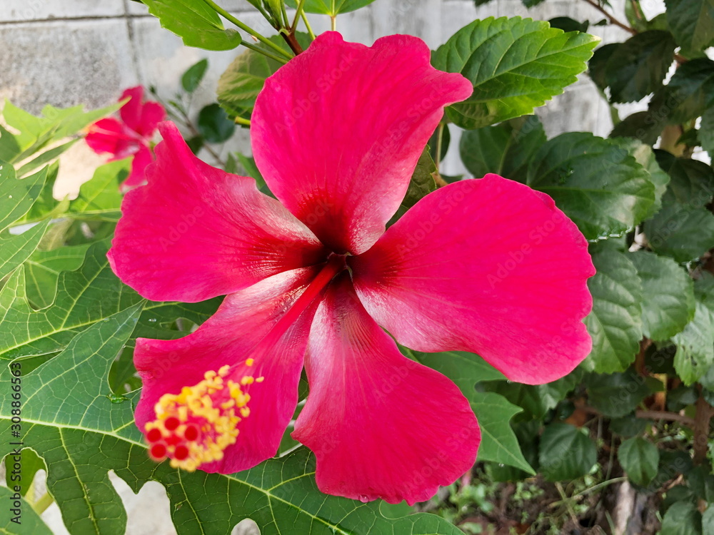 Pink Hibiscus in the nature. Selective focus. Pink Hibiscus in the nature. Selective focus.
