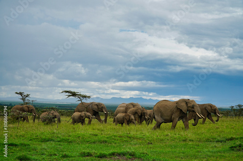 herd of elephants