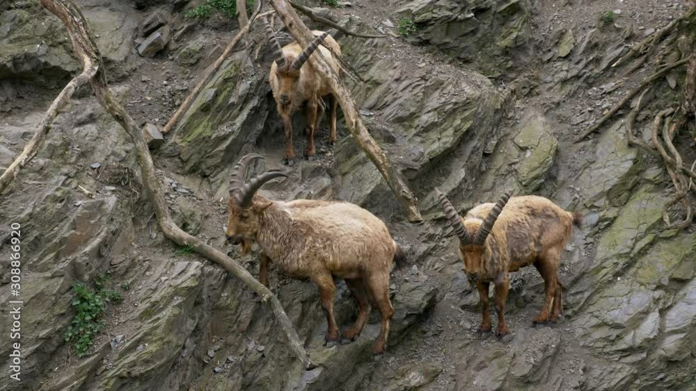 West Caucasian tur (Capra caucasica) animal on rock
