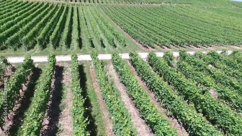 Vineyard Switzerlandin by drone on a sunny day. Vineyard Switzerlandin by drone on a sunny day.