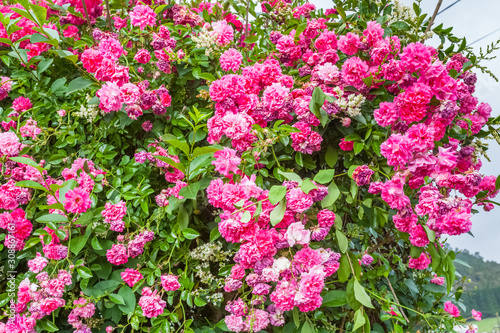 pink flowers in the garden © Unclesam