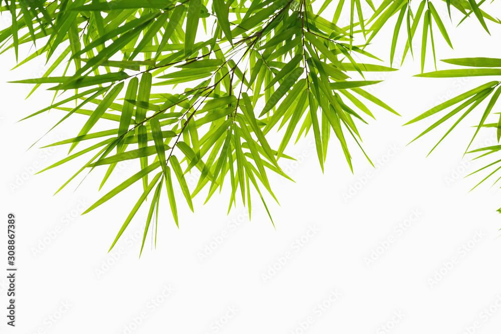 green leaf bamboo isolate on white background