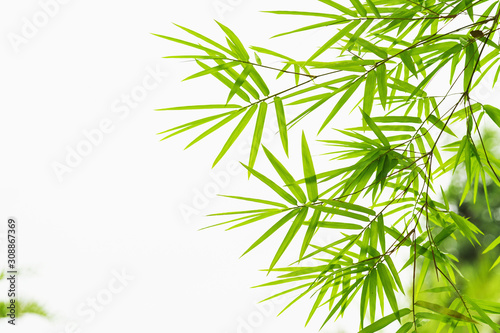 Fototapeta green leaf bamboo isolate on white background