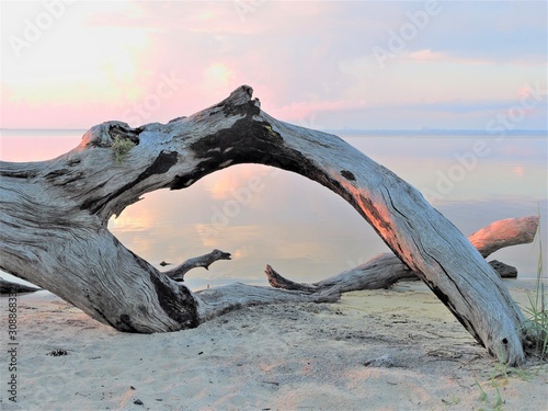 Driftwood on the beach