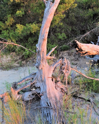 Cluster of driftwood