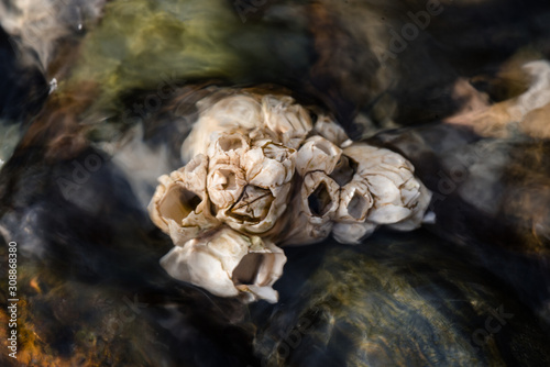 Barnacles in water with slow shutter to smooth out water