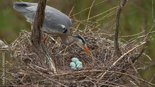 Grey heron incubating eggs in nest