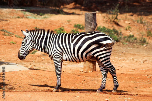 zebra in the zoo