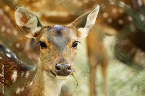 deer in the forest