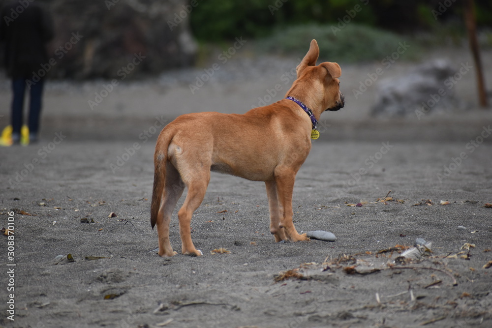 A small puppy standing on the San Francisco shoreline