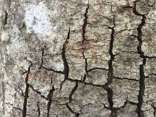 bark of a tree