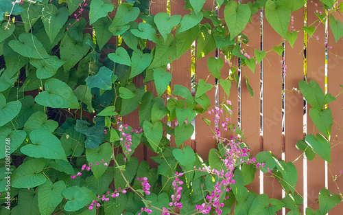 Pink Mexican Creeper at the wood fence.