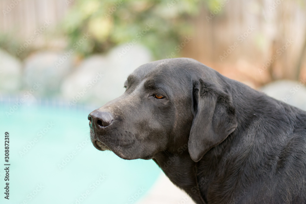 Black labrador retriever dog smelling the air.