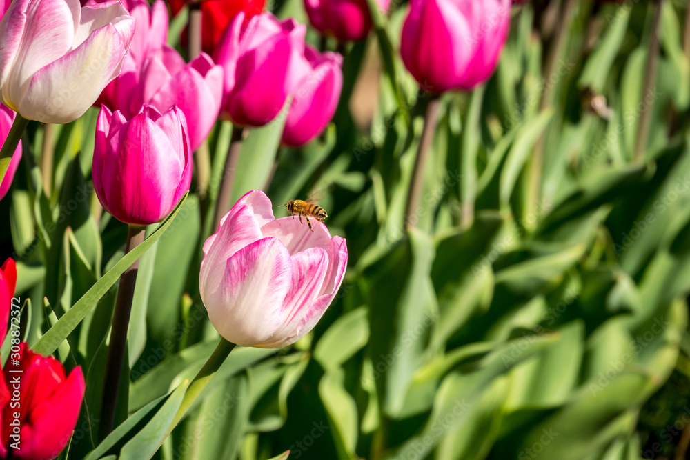 Tulips and bee