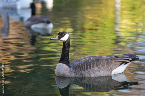 Canada goose swimming in duck pond.