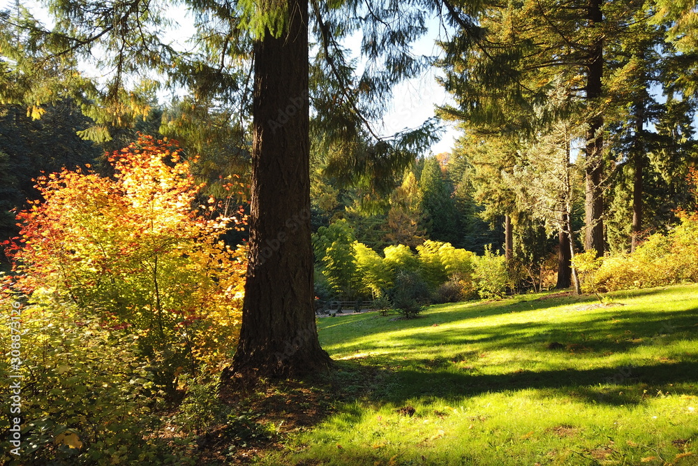 Fototapeta premium Autumn Trees and Plants at Hoyt Arboretum, Portland, Oregon