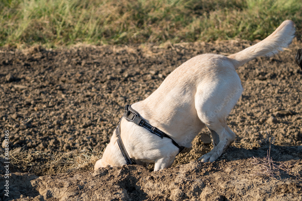 yellow Labrador retriever dog playing in dirt digging