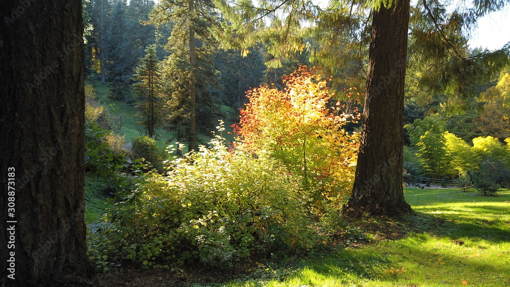 Fototapeta premium Autumn Trees and Plants at Hoyt Arboretum, Portland, Oregon