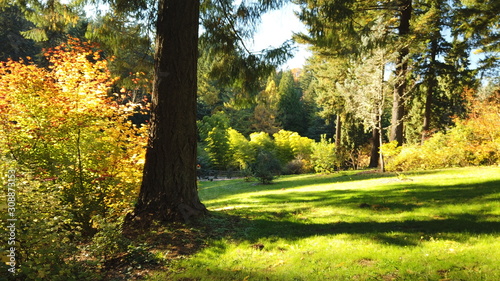 Autumn Trees and Plants at Hoyt Arboretum, Portland, Oregon