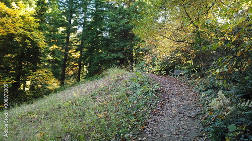 Autumn Trees and Plants at Hoyt Arboretum  Portland  Oregon