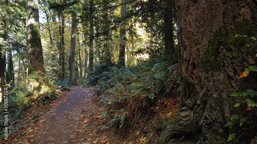 Autumn Trees and Plants at Hoyt Arboretum, Portland, Oregon