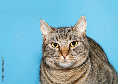 Portrait of a chubby tabby cat looking directly at viewer with skeptical expression. Blue background with copy space. © sheilaf2002