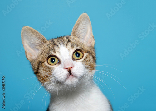 Portrait of a white and tan tabby kitten looking up and slightly to viewers right with wide eyed curiosity. Blue background with copy space.