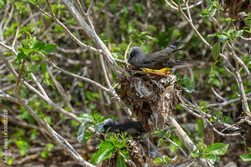 White capped noddy (Anous Minutus), Vogel, auf Koralle, Lady Elliott Island, Queensland, Great Barrier Reef, Australien, Ozeanien