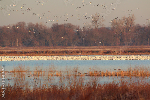 Snow Geese migration in the fall
