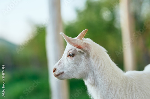 portrait of a goat