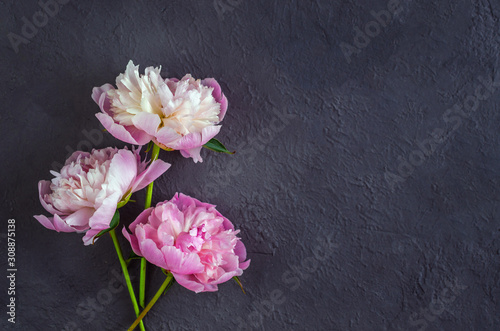 Pink peony flowers on grey stone background. Womans day or wedding background. Valentine's day concept