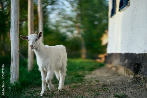 goat on the farm