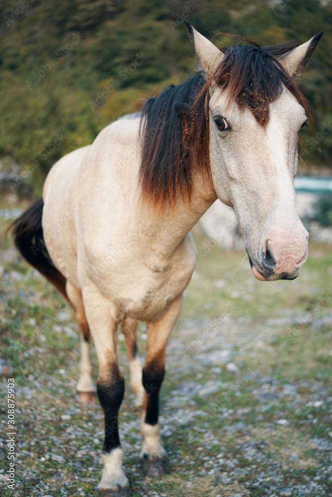 Fototapeta premium portrait of a horse